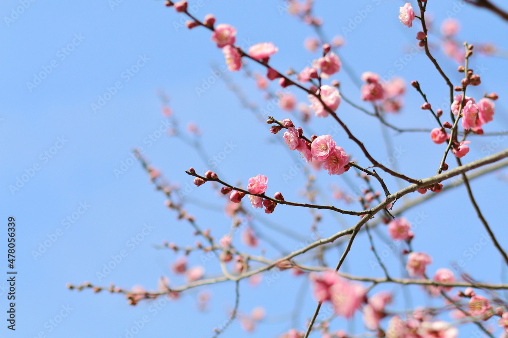 青空に映える梅の花 青空に映える梅の花