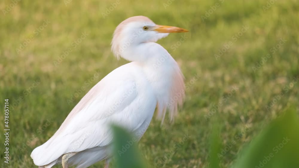 White cattle egret wild bird, also known as Bubulcus ibis walking on green lawn in summer White cattle egret wild bird, also known as Bubulcus ibis walking on green lawn in summer