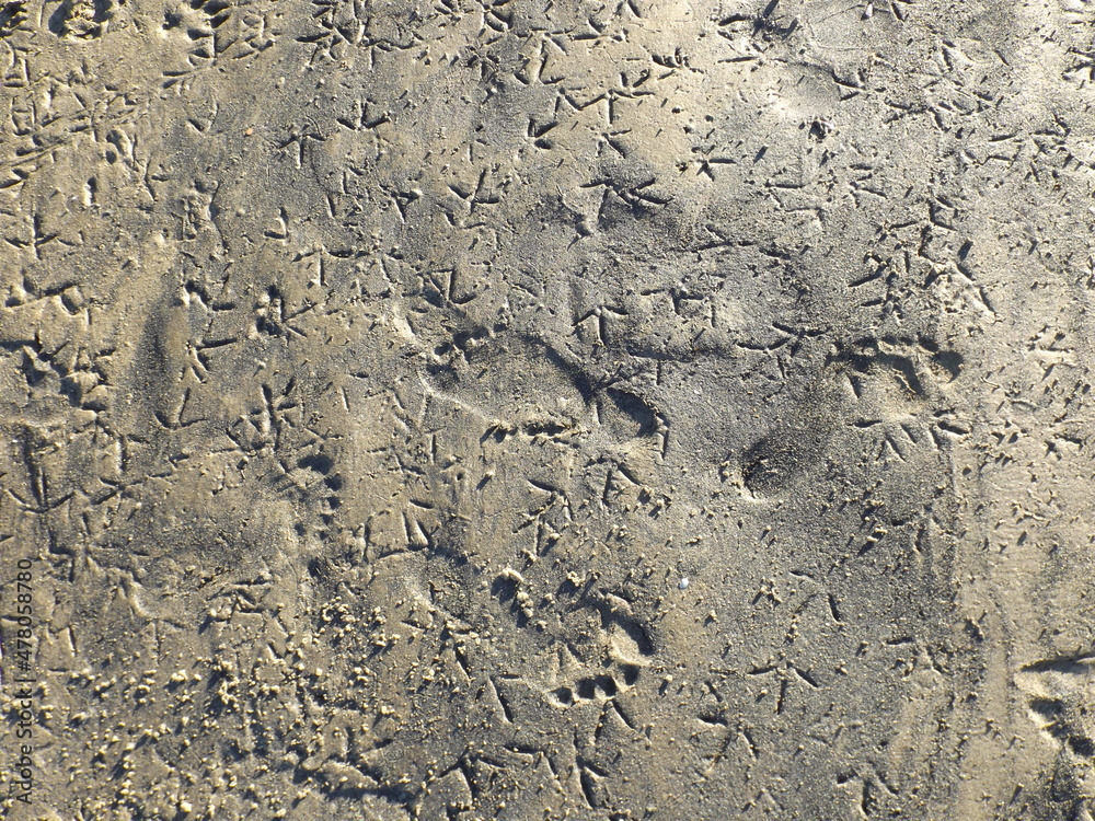 Footprints in the sand on the beach, mud, dirt. The marked steps of