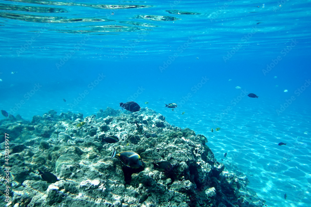 Fototapeta premium Underwater world