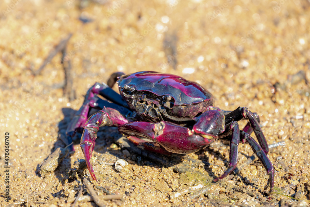 Selective focus of wild purple crab on the river or lake shore in its natural habitats, Insulamon palawanense or the Palawan purple crab is a species of freshwater crab, Living out naturally.
