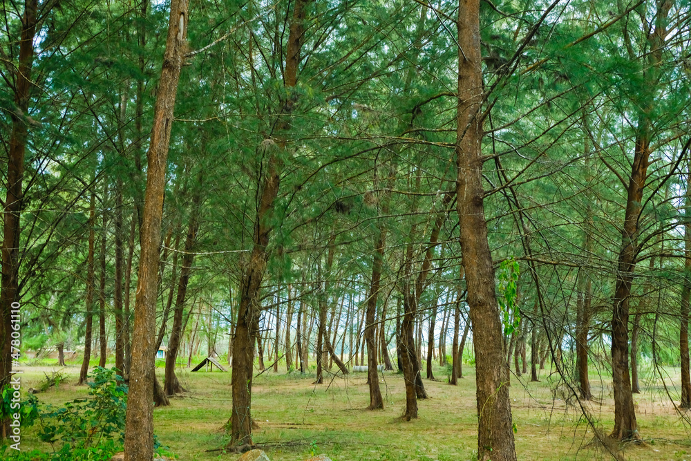 Green pine trees scenery near a beach in Merang, Terengganu, Malaysia. Green pine trees scenery near a beach in Merang, Terengganu, Malaysia.