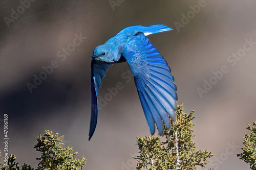 Mountain Bluebird in flight Placitas New Mexico