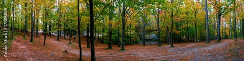 Autumn panorama in the rocky mountains. Trees in a color palette. © mikhailgrytsiv