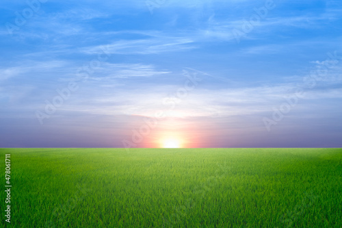 green field with sunset sky