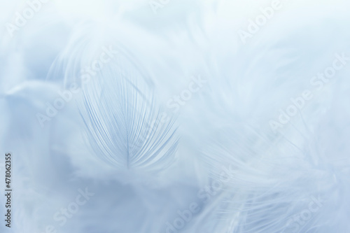 Close up  White Feathers Texture Vintage Background