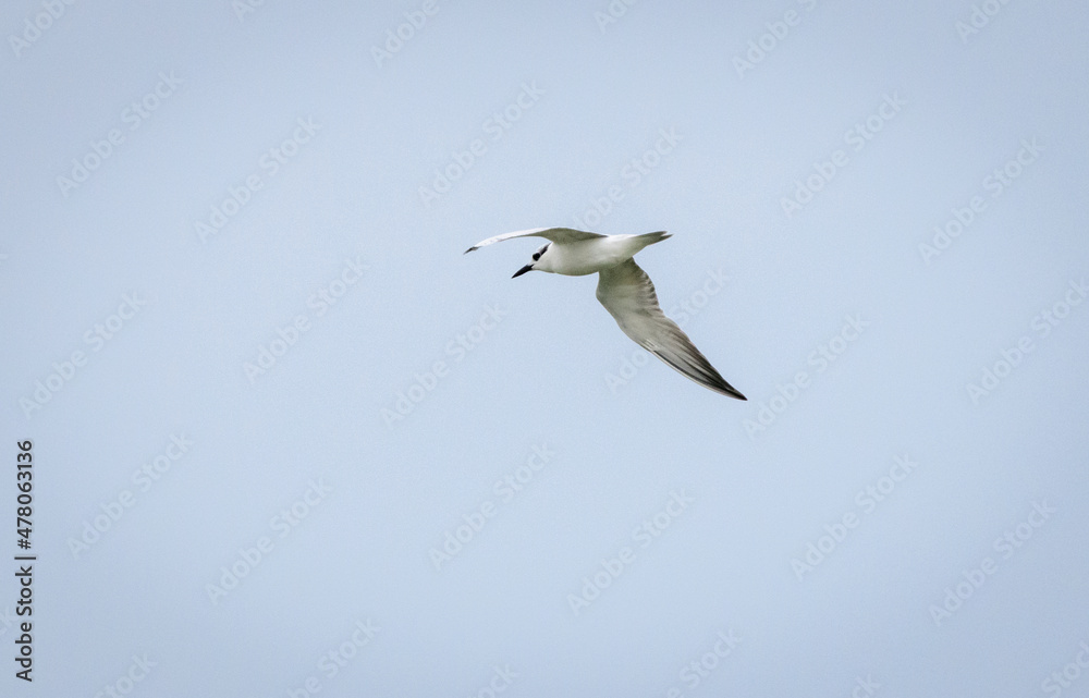 Obraz premium Whiskered tern soaring in the clear skies above the Chandrika lake, hunting fish in the morning.