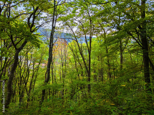 Forest in early autumn  Zao  Yamagata  Japan 