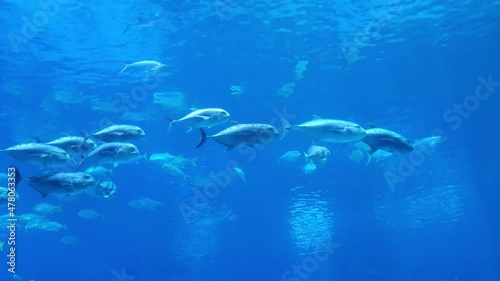 A school of fish in atlanta aquarium photo