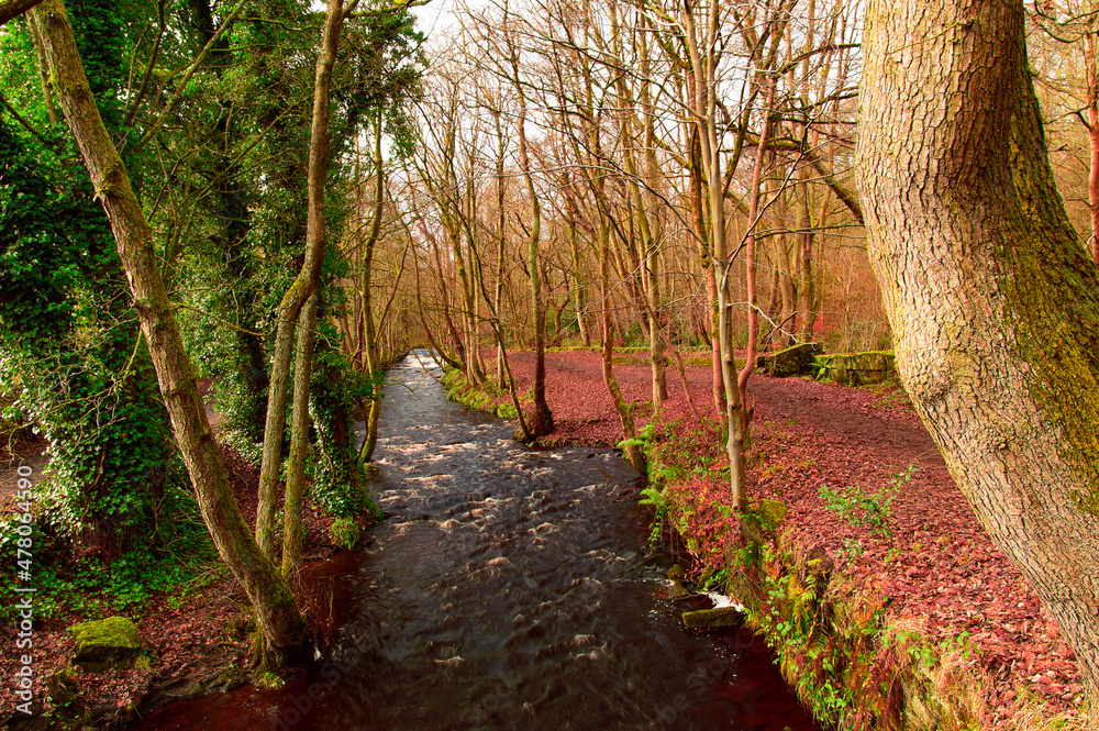 Fototapeta premium tree in the forest