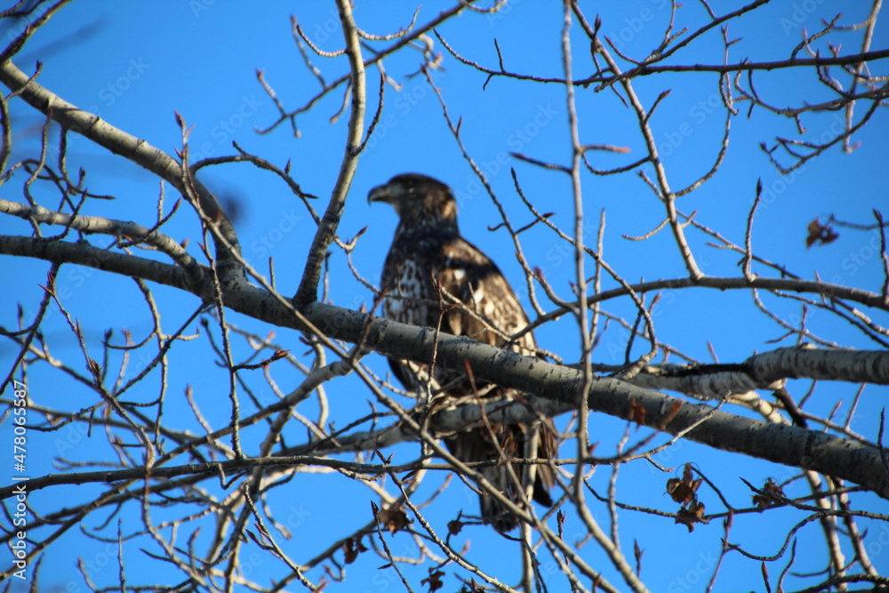 eagle in the woods, Gold Bar Park, Edmonton, Alberta eagle in the woods, Gold Bar Park, Edmonton, Alberta