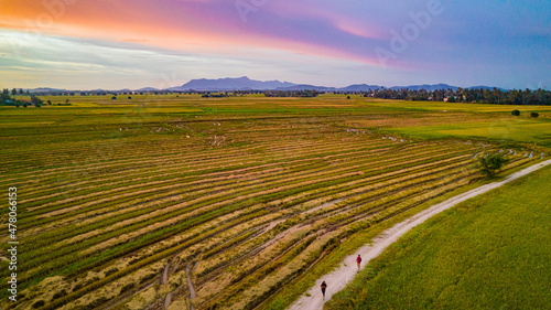 field of wheat