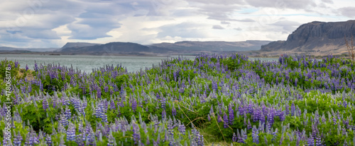 Panoramic view of Lupin fields in rural Iceland