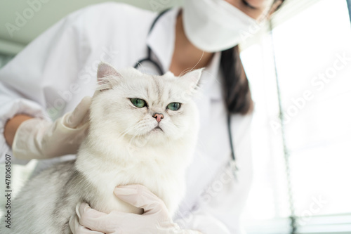Asian veterinarian examine cat during appointment in veterinary clinic