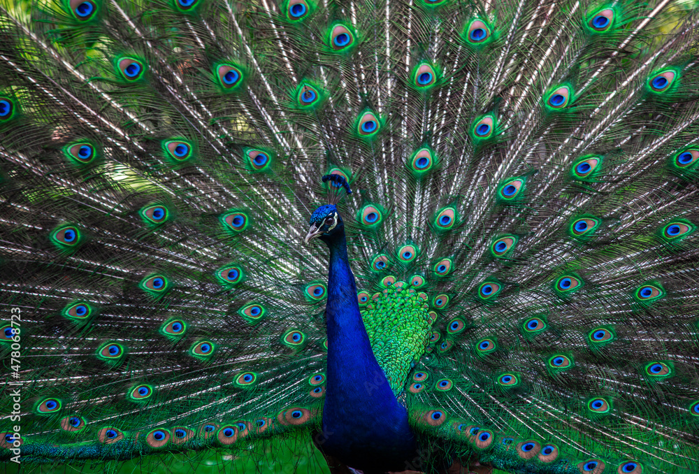 Obraz premium Indian male peacock shows it's beautiful colorful plumage