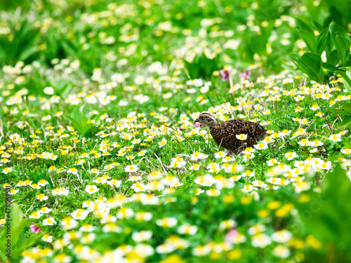 お花畑のライチョウ雛(rock ptarmigan)