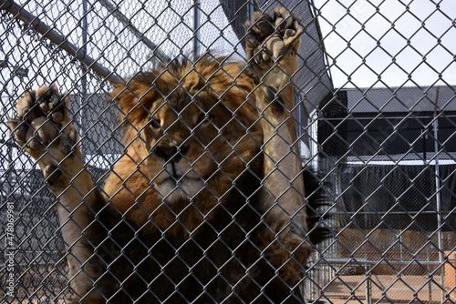 A lion on a standing position standing against the cage in the zoo.