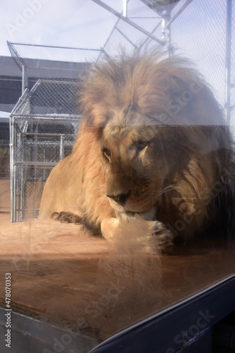 Male lion in a sitting position in the cage in the zoo