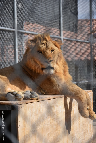 A male lion sitting and looking ahead in zoo