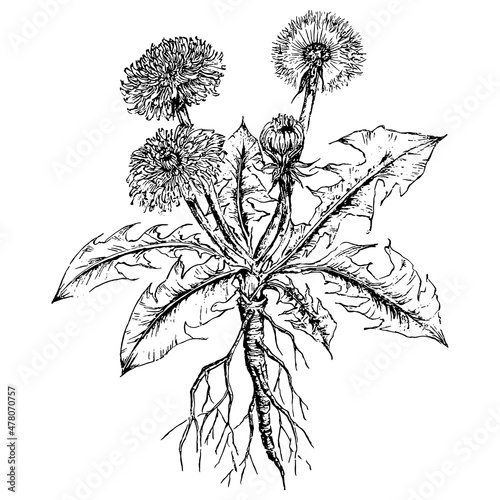 hand drawn illustration of dandelion flower engraved style, isolated on white background