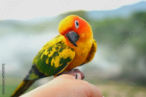 Sun conure parrot or bird Beautiful is aratinga has yellow on hand background Blur mountains and sky, (Aratinga solstitialis) exotic pet adorable, native to amazon photo