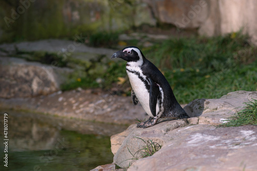 Fototapeta Naklejka Na Ścianę i Meble -  African penguin near basin