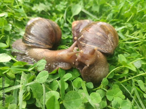 two snails in love kiss with their antennae. large achatina snails on the green grass. Giant African Land Snail