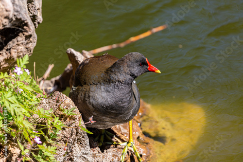 Common moorhen near to the water in park