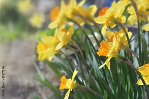 flowers of daffodil blooming in the garden at springtime