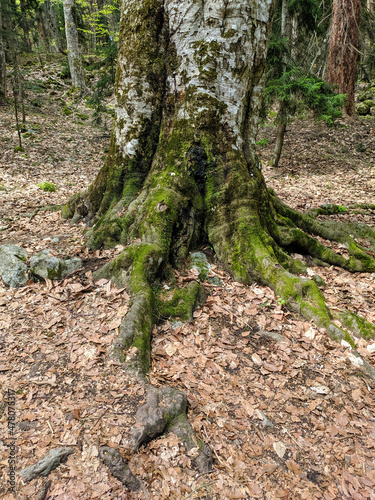 Beautiful powerful tree roots covered with green moss in the forest. Vertical.