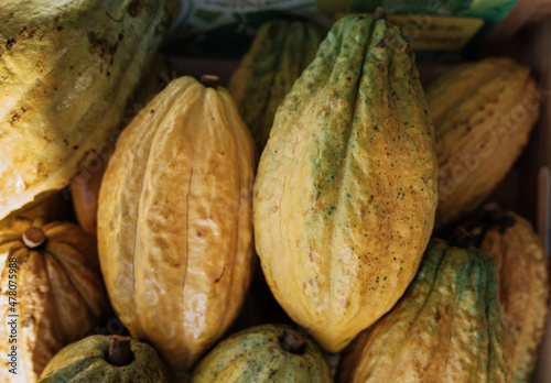 Yellow raw cocoa pods are placed in a basket. Cocoa beans are often used in desserts such as chocolate.