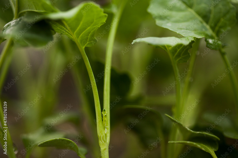 seeding in greenhouse. seeding plants greenhouse. seeding in greenhouse concept. plant seeding in greenhouse. new life. high quality photo.
