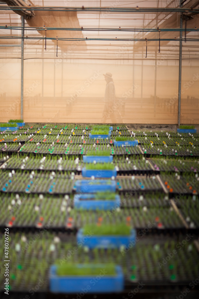 Naklejka premium seeding in greenhouse. seeding plants greenhouse. seeding in greenhouse concept. plant seeding in greenhouse. new life. high quality photo.