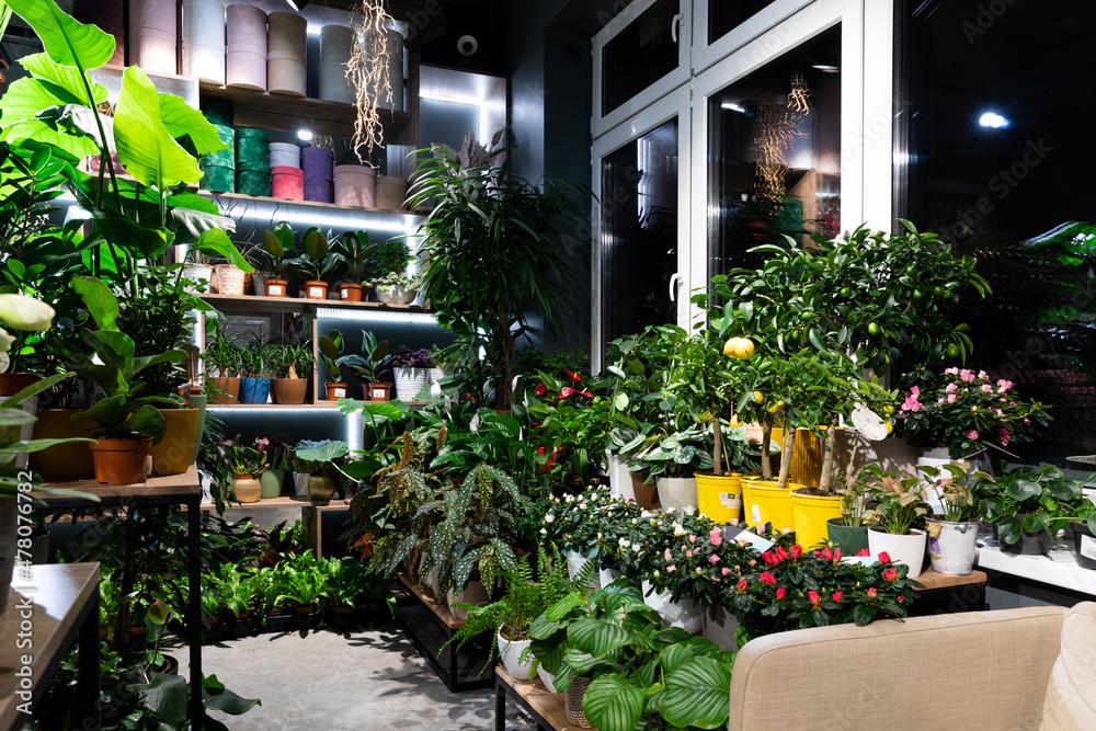 Fototapeta premium flower shop selling potted plants