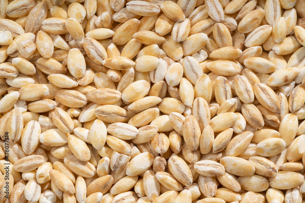 Detailed and large close up shot of barley. Detailed and large close up shot of barley.