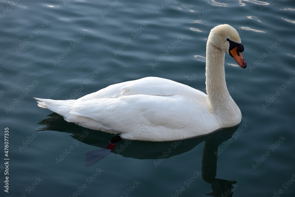 Naklejka premium Portrait of a swan in a lake