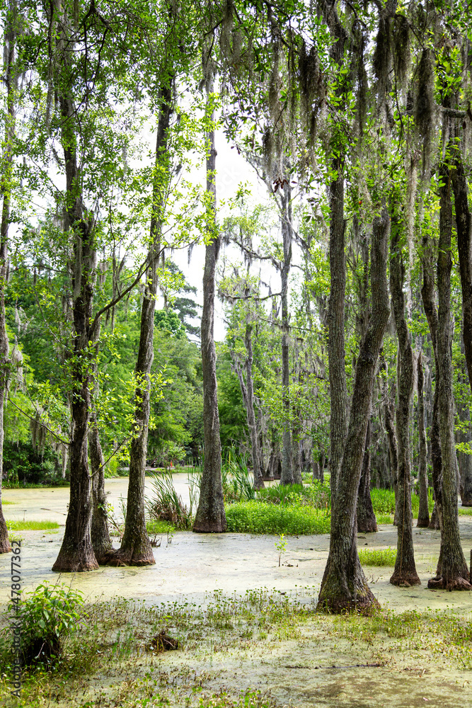 Green moss-covered trees of the everglades of Florida, USA Green moss-covered trees of the everglades of Florida, USA