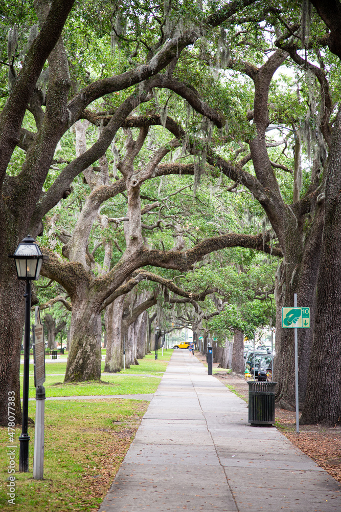 Fototapeta premium Green moss-covered trees of the everglades of Florida, USA