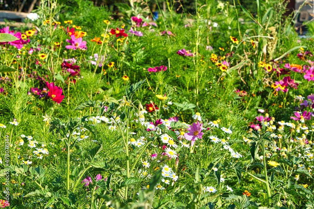 Flower meadow with different colored flowers. Spring and summer flower meadow.