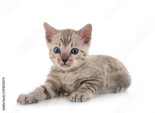 bengal kitten in studio