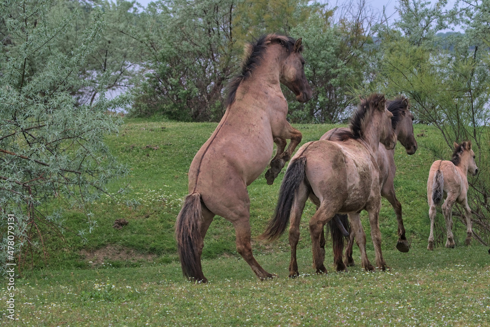 Naklejka premium A herd of wild horses on a picturesque deserted island. Colorful nature background. Natural habitat. This is a wildlife photography of a mammals in the wild. Odessa Oblast, Ukraine.