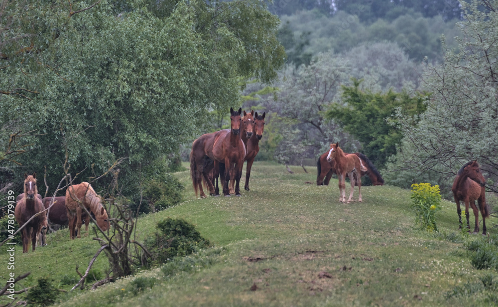 A herd of wild horses on a picturesque deserted island. Colorful nature background. Natural habitat. This is a wildlife photography of a mammals in the wild. Odessa Oblast, Ukraine. A herd of wild horses on a picturesque deserted island. Colorful nature background. Natural habitat. This is a wildlife photography of a mammals in the wild. Odessa Oblast, Ukraine.