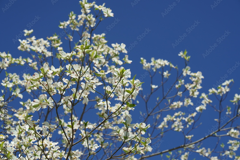 春に彩を与えてくれる花水木の花