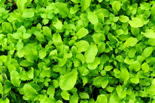 Spinach leaf growing in the spring garden, with water drops on, organic food and self sufficiency concept. Selective focus