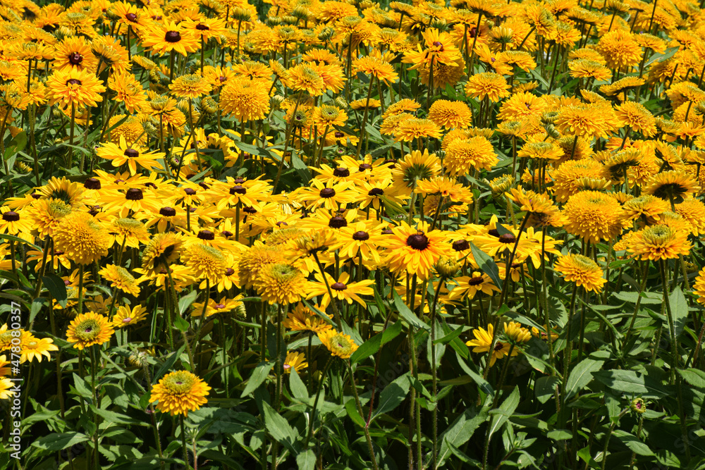 Field of yellow flowers Field of yellow flowers