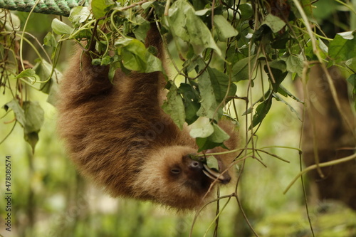 sloth in costa river nature reserve