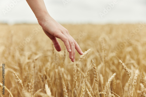 Image of spikelets in hands rye farm nature autumn season concept