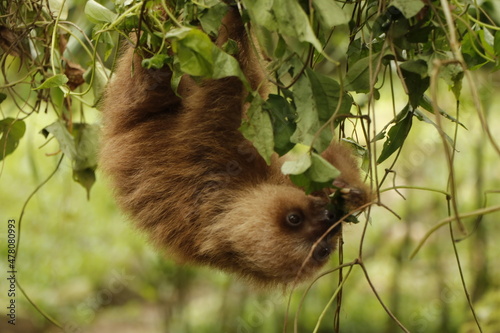 sloth in costa rica