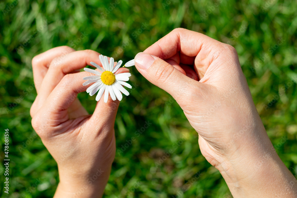 Young female hands hold one single white chamomile flower and tearing off petals one by one for playing guess game. Young female hands hold one single white chamomile flower and tearing off petals one by one for playing guess game.