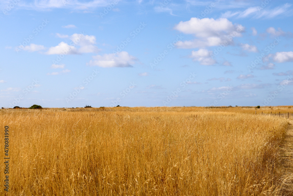 golden fields against sky golden fields against sky